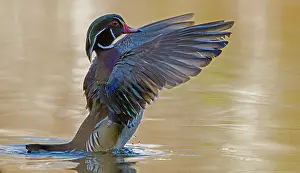 Anatidae Prints: Wood duck (Aix sponsa) male in breeding plumage