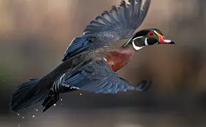 Anatidae Prints: Wood duck (Aix sponsa) male in breeding plumage