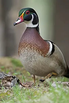 Anatidae Prints: Wood duck (Aix sponsa) male in breeding plumage