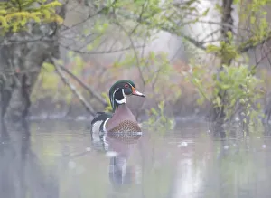 Wood duck (Aix sponsa) male in breeding plumage in a foggy beaver pond at dawn