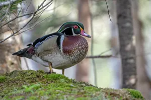 Anatidae Prints: Wood duck (Aix sponsa) male in breeding plumage standing in woodland
