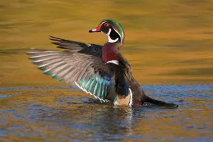 Images Dated 2009: October Collection