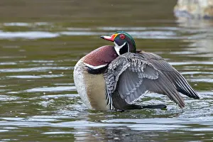 Dramatic Prints: Wood duck (Aix sponsa) male showing breeding plumage during courtship display