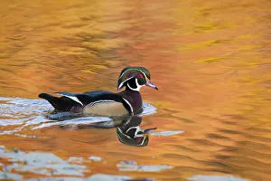 Wood Duck (Aix sponsa), male on water with autumn colour reflected in water, Ohio, USA