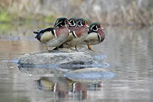 Side By Side Prints: Four Wood duck (Aix sponsa) males in breeding plumage