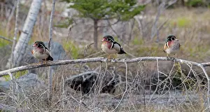 Anatidae Prints: Three Wood duck (Aix sponsa) males in breeding plumage