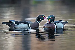 Anatidae Prints: Two Wood duck (Aix sponsa) males in breeding plumage interacting on water