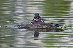 Surface Prints: Wood duck (Aix sponsa) pair, courtship display, Acadia National Park, Maine, USA. May