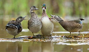 American Wood Duck Gallery: Wood Ducks (Aix sponsa), females behave aggressively toward a male (second from right)