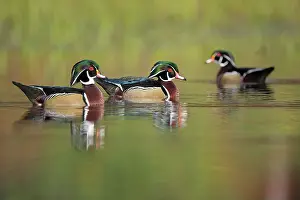Satisfaction Prints: Three Wood ducks (Aix sponsa) male