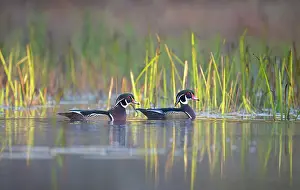 Carolina Wood Duck Prints: Two Wood ducks (Aix sponsa) male
