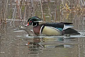 Copulation Prints: Wood ducks (Aix sponsa) pair mating in a beaver pond