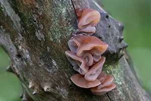 Brasschaat Prints: Wood ear fungus (Auricularia auricula-judae) on damp branch