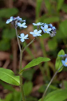 Forget Me Not Prints: Wood forget-me-not (Myosotis sylvatica) in flower