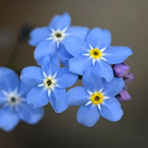 Seed Plant Collection: Wood forget-me-not (Myosotis sylvatica) flowers, yellow corollas on fresher flowers