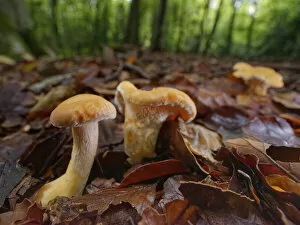 Wood hedgehog (Hydnum repandum) edible mushrooms among leaf litter in dense beech