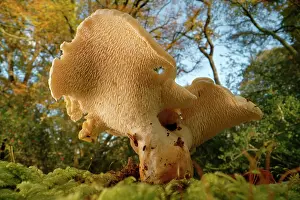 Hampshire Prints: Wood hedgehog (Hydnum repandum) mushroom with spore-bearing spines under the cap in woodland