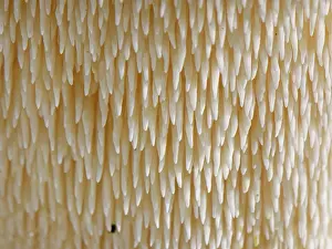 Hampshire Prints: Wood hedgehog (Hydnum repandum) spore-bearing spines under the mushroom cap