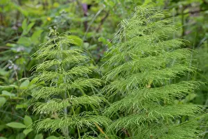 Foliage Prints: Wood horsetail (Equisetum sylvaticum)