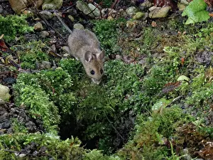 Rodentia Prints: Wood mouse (Apodemus sylvaticus) approaching its burrow in a garden flowerbed at night