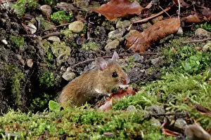 Muridae Prints: Wood mouse (Apodemus sylvaticus) emerging from its burrow to forage in a garden flowerbed at night