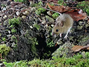 Muridae Prints: Wood mouse (Apodemus sylvaticus) next to entrance to its burrow in garden flowerbed at night