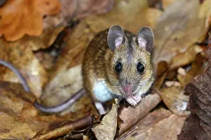 Muridae Prints: Wood mouse (Apodemus sylvaticus) foraging in leaf litter