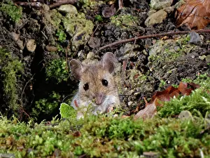 Muridae Prints: Wood mouse (Apodemus sylvaticus) peering from its burrow in a garden flowerbed at night