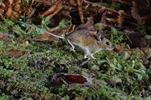 Rodentia Prints: Wood mouse (Apodemus sylvaticus) running across a garden flowerbed at night after recent snow