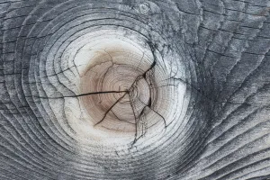 Wood patterns in Lodgepole pine (Pinus contorta) Yellowstone National Park, Wyoming