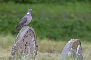Monuments Prints: Wood pigeon (Columba oenas) perched on gravestone in churchyard