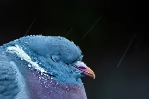 Pigeon Prints: Wood pigeon (Columba palumbus) asleep in rain