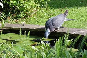Pigeon Prints: Wood pigeon (Columba palumbus) drinking from a garden pond on a hot summer afternoon