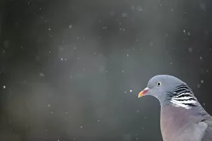 Wood pigeon (Columba palumbus) in falling snow. Leicestershire, UK, February