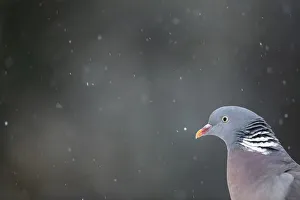 Wood pigeon (Columba palumbus) in falling snow. Leicestershire, UK, February Wood pigeon (Columba palumbus) in falling snow. Leicestershire, UK, February