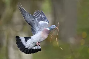Wood pigeon (Columba palumbus) flying with nesting material in beak, Lorraine, France