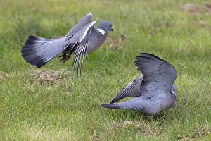 Pigeon Prints: Two Wood pigeon (Columba palumbus) males, squabbling, Norfolk, England, UK. April