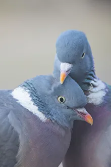 Wood pigeon (Columba palumbus) pair preening one another, The Netherlands