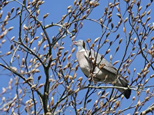 Wood pigeon (Columba palumbus) perched in a Beech tree (Fagus sylvatica) feeding on buds, Wiltshire, UK, April