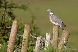 Pigeon Prints: Wood pigeon (Columba palumbus) perched on wooden fence post, Suffolk, England, UK. May