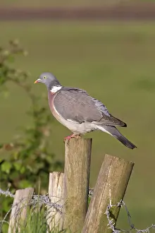 Pigeon Prints: Wood pigeon (Columba palumbus) perched on wooden fence post, Suffolk, England, UK. May