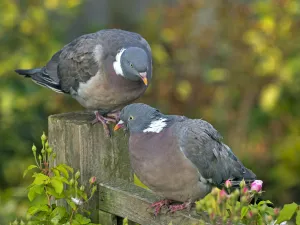 Wood pigeons (Columba palumbus) male and female during courtship preening display