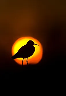 Shanks Prints: Wood sandpiper (Tringa glareola) at dusk silhouetted against setting sun, Karigasniemi