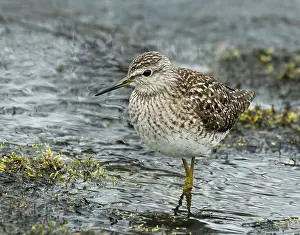 Lapland Prints: Wood sandpiper (Tringa glareola) male