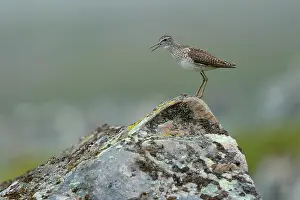Shanks Prints: Wood sandpiper (Tringa glareola) perched on a rock calling, Varanger, Norway. July