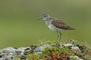 Calling Prints: Wood sandpiper (Tringa glareola) perched on a rock calling, Varanger, Norway. July