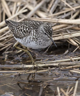 Images Dated 9th May 2017: Wood sandpiper (Tringa glareola) in reed bed, Finland, May