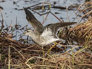 Lapland Prints: Wood sandpiper (Tringa glareola) running along the edge of a marsh