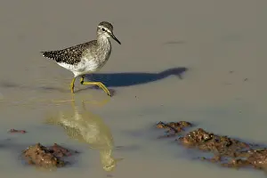 Private Reserve Prints: Wood sandpiper (Tringa glareola) wading through shallow water