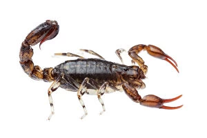 Arachnid Gallery: Wood scorpion (Cercophonius sp) William Bay National Park, Western Australia. Meetyourneighbours
